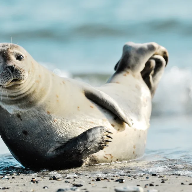 Ein Seehund liegt am Strand der Insel Helgoland und blickt freundlich in die Kamera.
