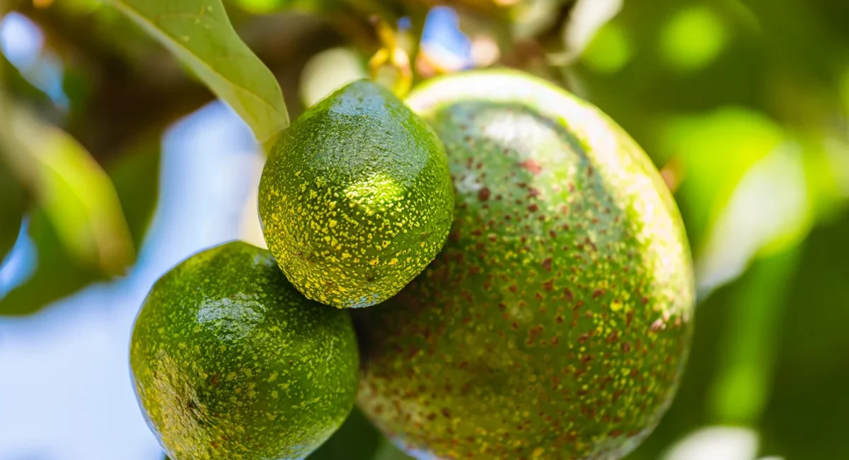 Drei grüne Avocados in unterschiedlichen Größen, die unter strahlendem Sonnenlicht an den Zweigen eines Baumes in Kenia hängen.
