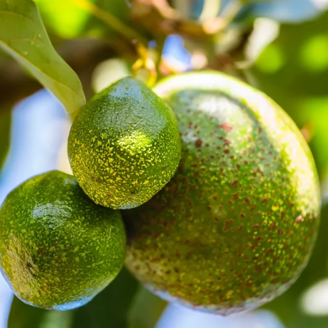 Drei grüne Avocados in unterschiedlichen Größen, die unter strahlendem Sonnenlicht an den Zweigen eines Baumes in Kenia hängen.