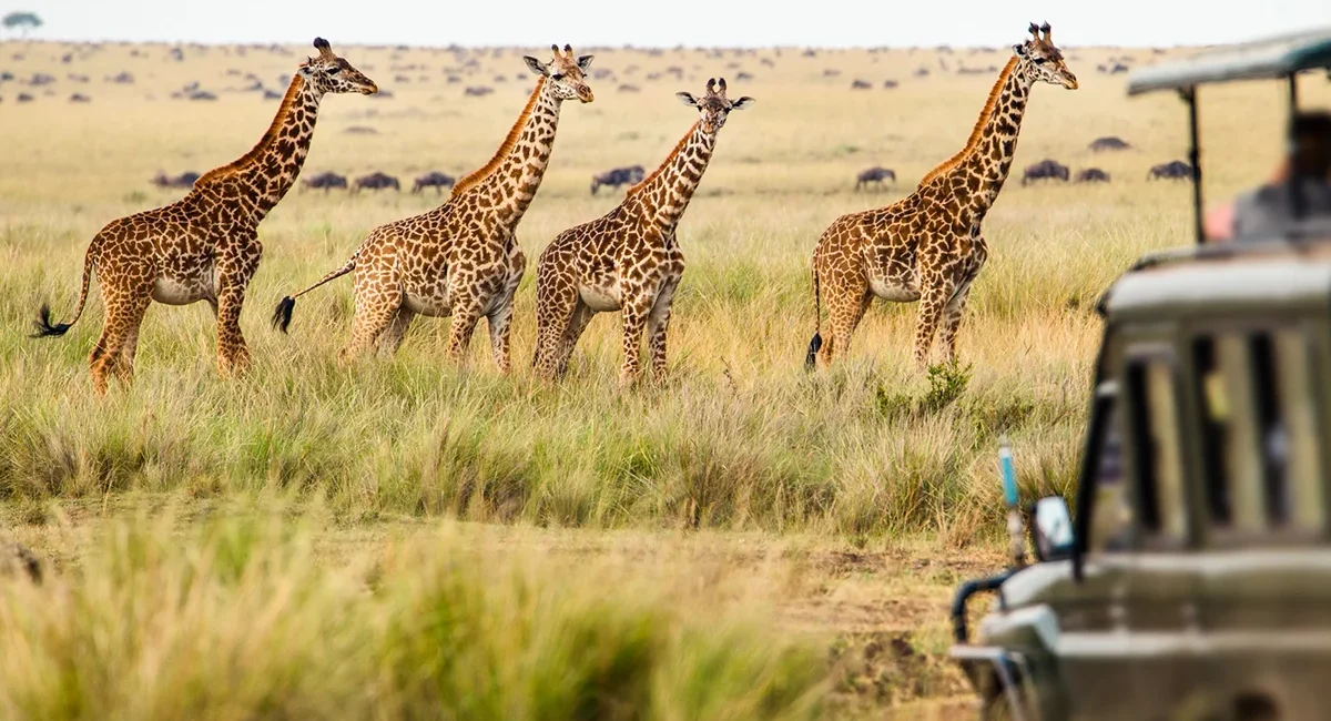 In einer weitläufigen, sonnendurchfluteten Savanne in Kenia stehen vier majestätische Giraffen im hohen Gras, während im Vordergrund ein Safarifahrzeug steht.