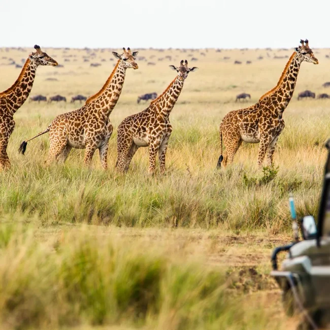 In einer weitläufigen, sonnendurchfluteten Savanne in Kenia stehen vier majestätische Giraffen im hohen Gras, während im Vordergrund ein Safarifahrzeug steht.