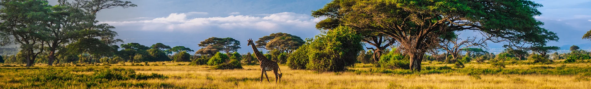 Die Masai Mara in Kenia bei tiefstehender Sonne, in der eine Giraffe gemächlich zwischen grasbewachsenen Ebenen und markanten Schirmakazien umherzieht.