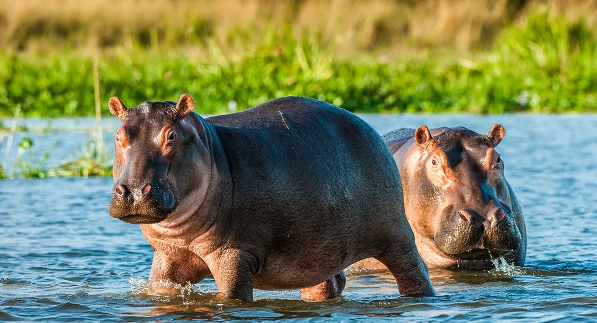 Zwei massige Nilpferde stehen im sonnenbeschienenen, flachen Wasser vor einem grünen Ufer in Kenia, wobei eines der Tiere frontal zur Kamera blickt.