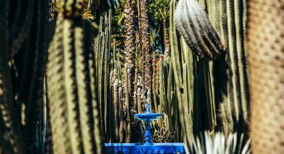 Ein leuchtend blauer Brunnen, der inmitten eines üppigen Gartens voller verschiedener Kakteen und Palmen steht.