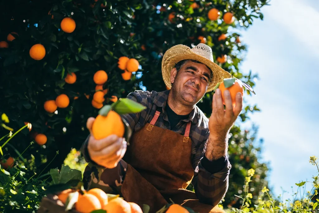 Ein lächelnder Bauer mit Strohhut hält stolz eine frisch geerntete Orange in einem sonnendurchfluteten Obsthain in Marokko.