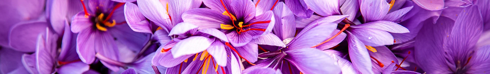 Eine dichte Ansammlung von violetten Safrankrokussen mit ihren charakteristischen, leuchtend roten Narbenfäden in der Mitte.