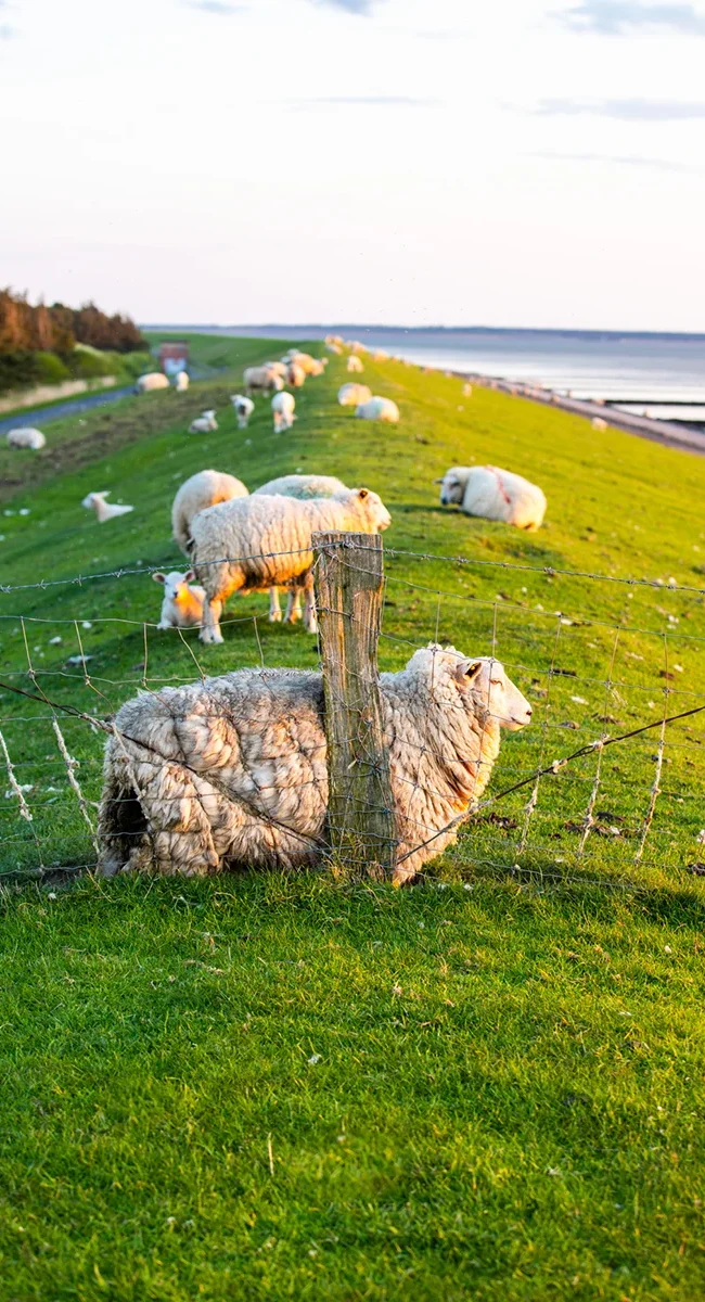 Schafe grasen auf einem Deich in Schleswig-Holstein mit Blick auf die Küstenlandschaft