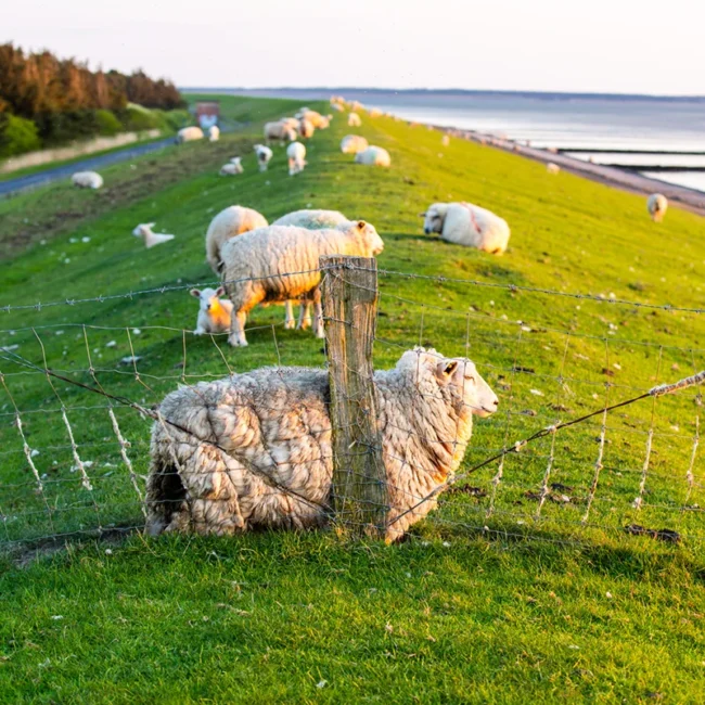 Schafe grasen auf einem Deich in Schleswig-Holstein mit Blick auf die Küstenlandschaft