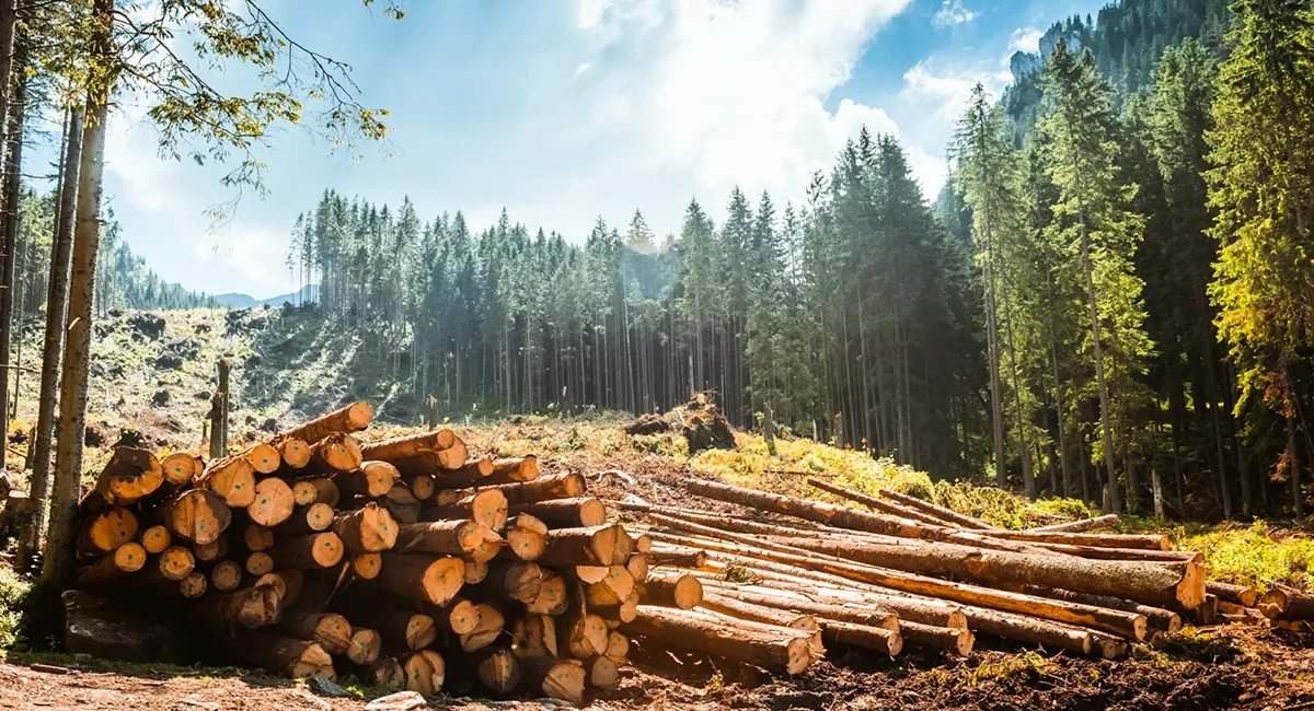 Gefällte Baumstämme im Schwarzwald für die Weiterverarbeitung im Sägewerk