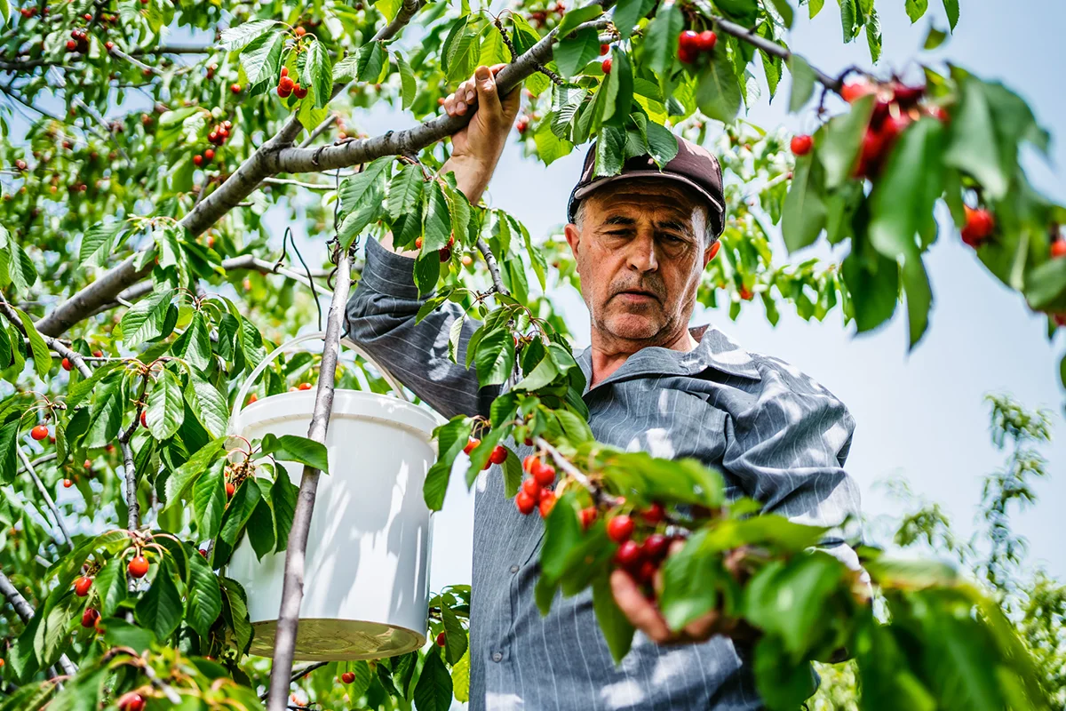 Mann erntet reife Kirschen direkt vom Baum in einem Obstgarten