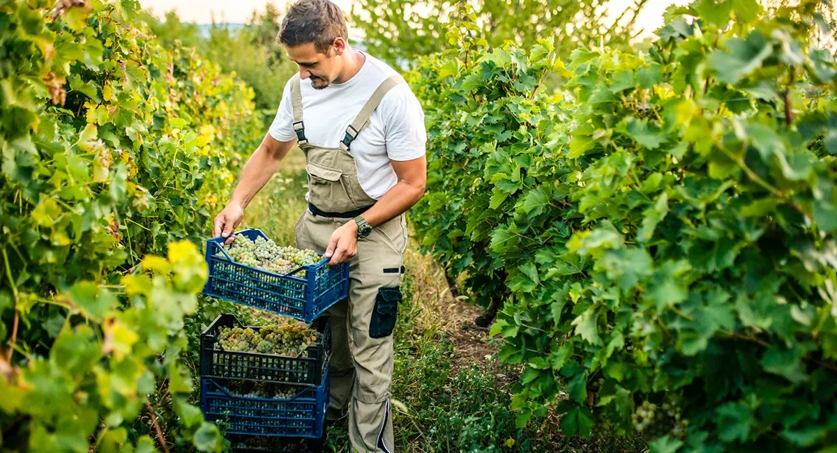 Weinlese am Kaiserstuhl mit reifen Trauben in den Weinbergen