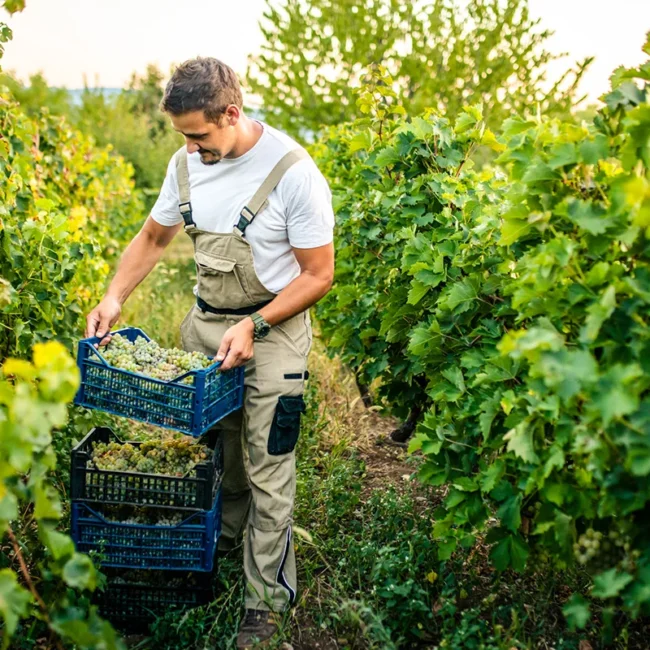 Weinlese am Kaiserstuhl mit reifen Trauben in den Weinbergen