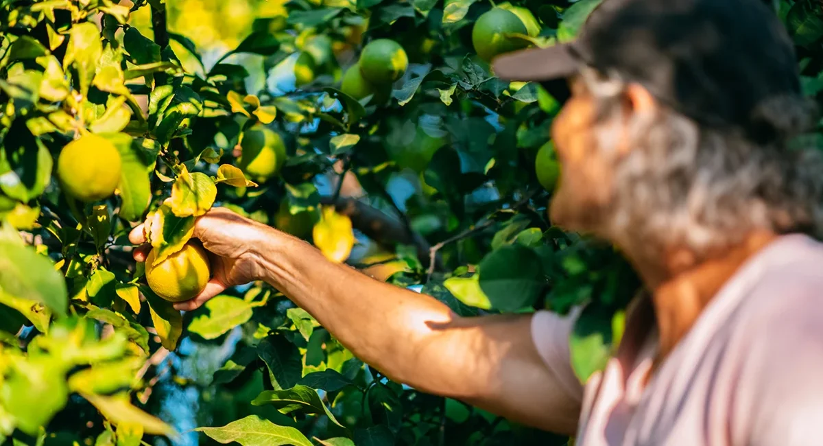Ältere Frau erntet Zitronen auf einer Zitronen-Plantage auf Sizilien in Italien