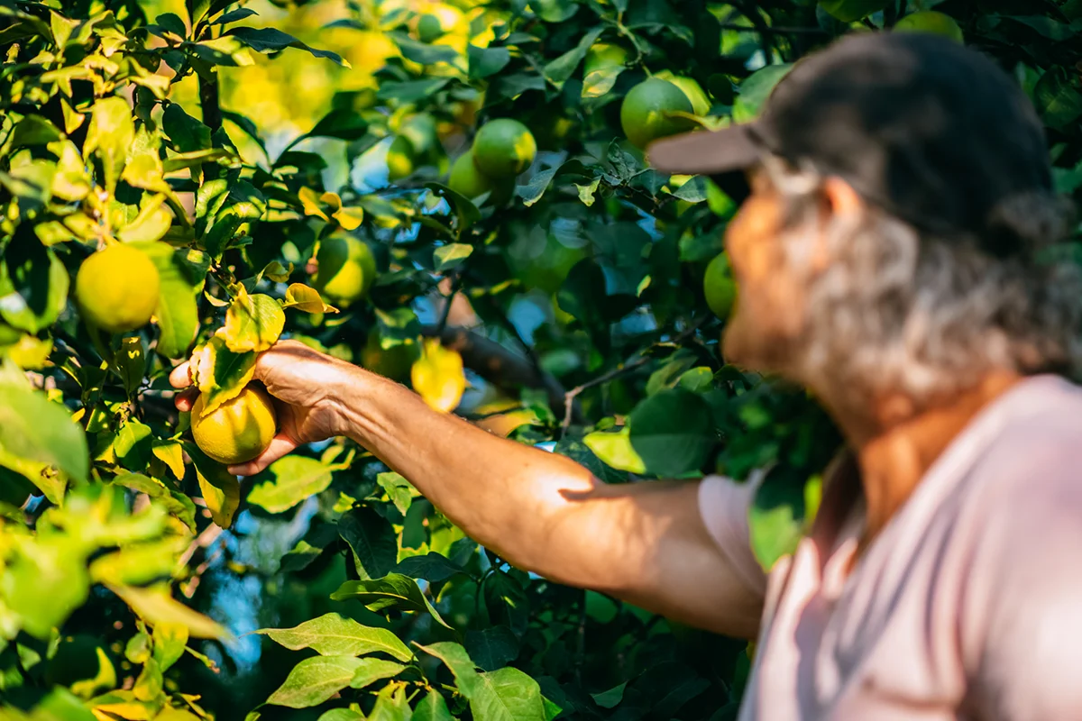 Ältere Frau erntet Zitronen auf einer Zitronen-Plantage auf Sizilien in Italien
