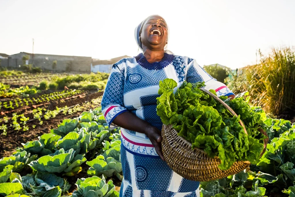 Eine fröhliche afrikanische Frau in traditioneller Kleidung bei der Gemüse-Ernte auf einem landwirtschaftlichen Betrieb in Südafrika