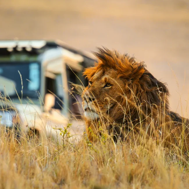 Bei einer Jeep-Safari in Südafrika liegt ein majestetischer Löwe im hohen Gras
