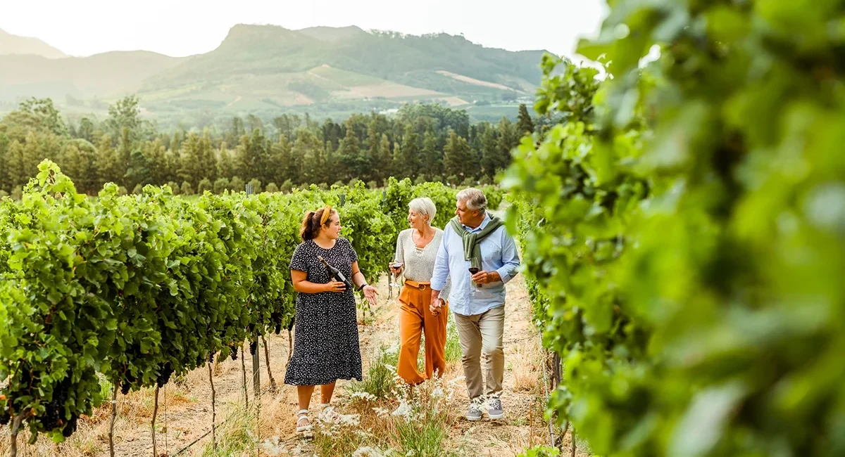 Eine Führung durch die Weinberge in der Weinregion Stellenbosch in Südafrika
