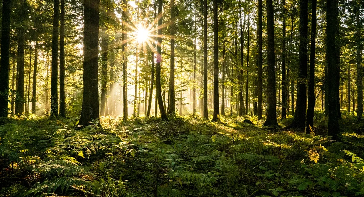 Ein dichter lichtdurchfluteter Wald in Thüringen mit hohen Nadelbäumen und bewachsenen Boden.