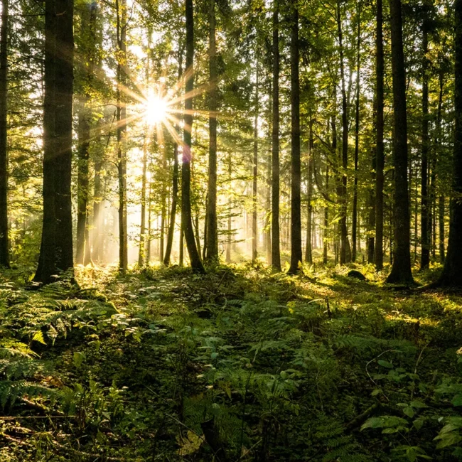 Ein dichter lichtdurchfluteter Wald in Thüringen mit hohen Nadelbäumen und bewachsenen Boden.