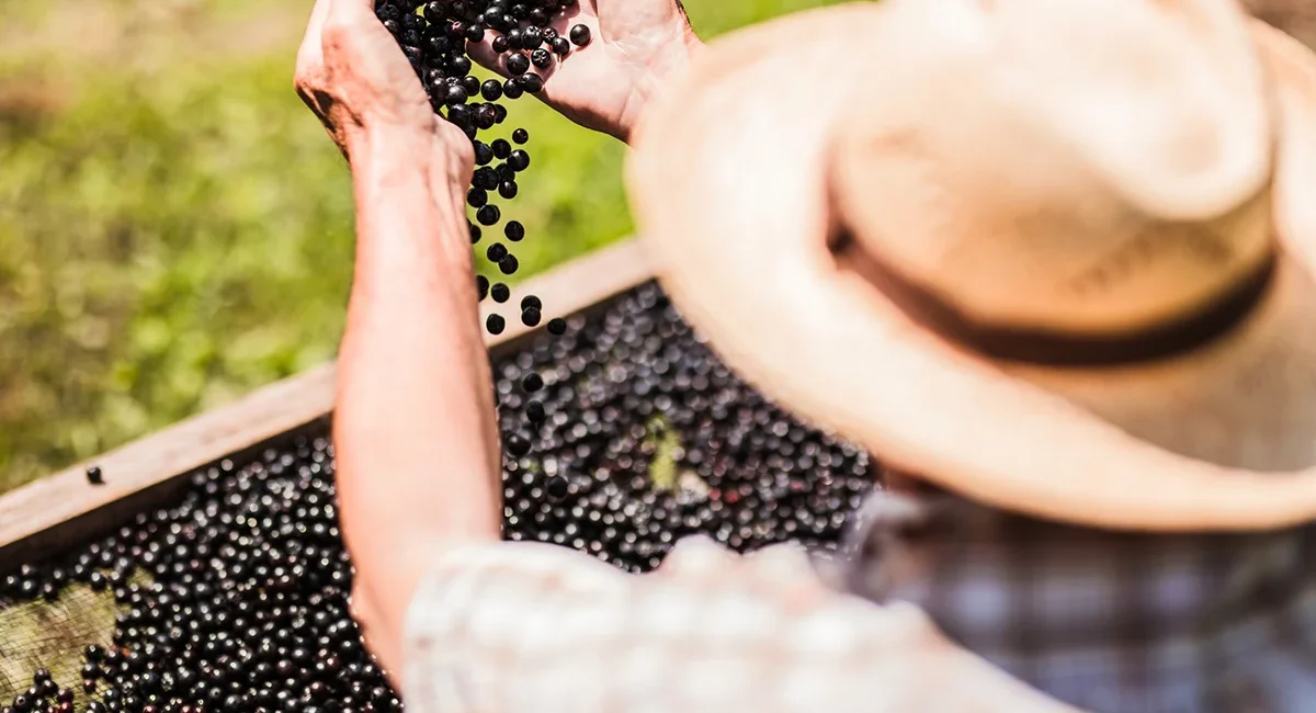 Eine Person mit Strohhut, die bei der Ernte eine Vielzahl kleiner, dunkler Aroniabeeren durch ihre Hände in einen Behälter gleiten lässt.