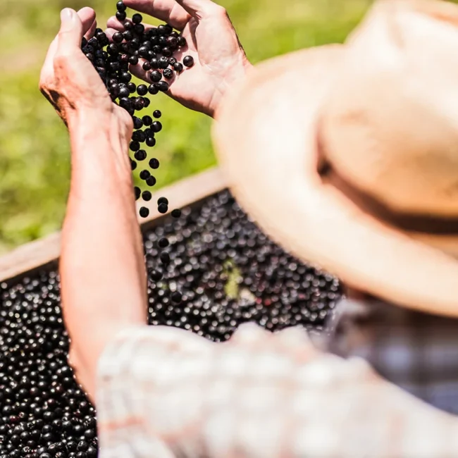 Eine Person mit Strohhut, die bei der Ernte eine Vielzahl kleiner, dunkler Aroniabeeren durch ihre Hände in einen Behälter gleiten lässt.