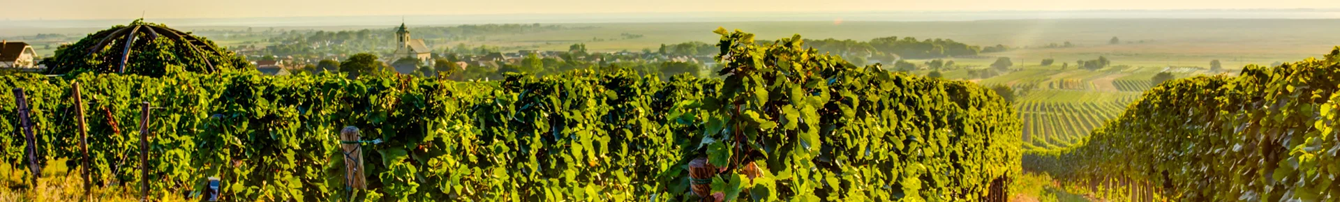 Eine weitläufige Weinberglandschaft bei Abendsonne am Neusiedler See in Ungarn.