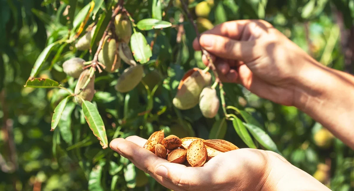 Mandeln werden in einem Obstgarten geerntet, reife Früchte hängen an den Zweigen.