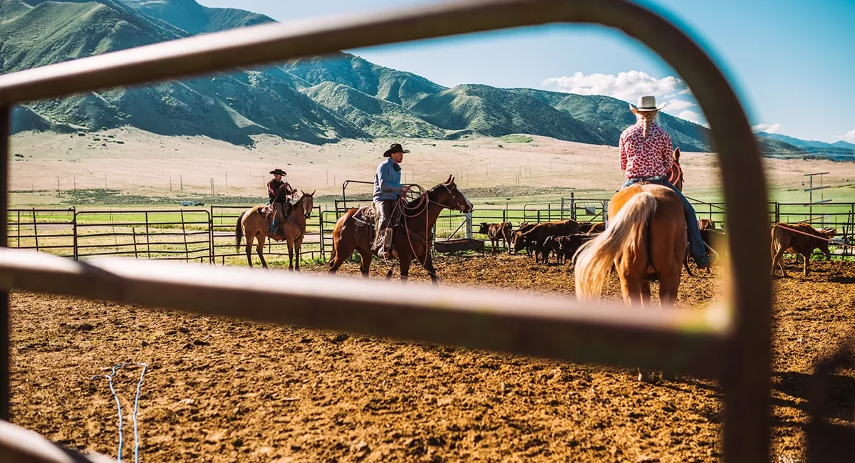 Cowboys treiben Rinder in den USA durch ein Gehege auf einer Ranch.