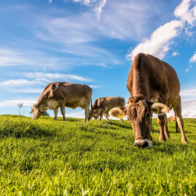 Eine Herde grasendes Weiderind unter blauem Himmel in Vorarlberg in Österreich.