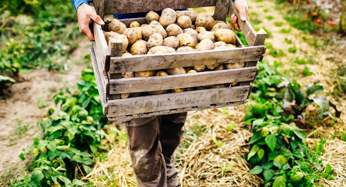 Ein Landwirt steht auf einem Kartoffelacker und hält eine Holzkiste mit geernteten Kartoffeln in der Hand.