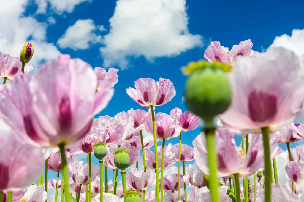 Ein Feld mit blühendem rosafarbenem Mohn unter strahlendem blauem Himmel im Waldviertel.